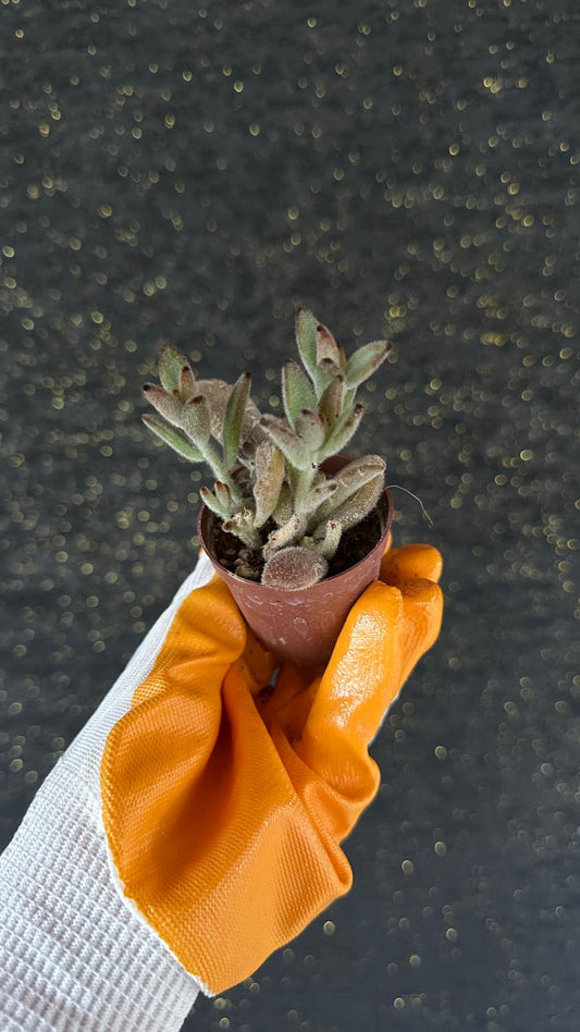 NuNu By Panda Mini Sukulent (Kalanchoe Tomentosa) 6-12 cm