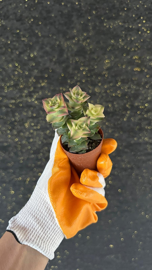 NuNu By Pink Edge Mini Sukulent (Crassula Perforata) 6-10 cm