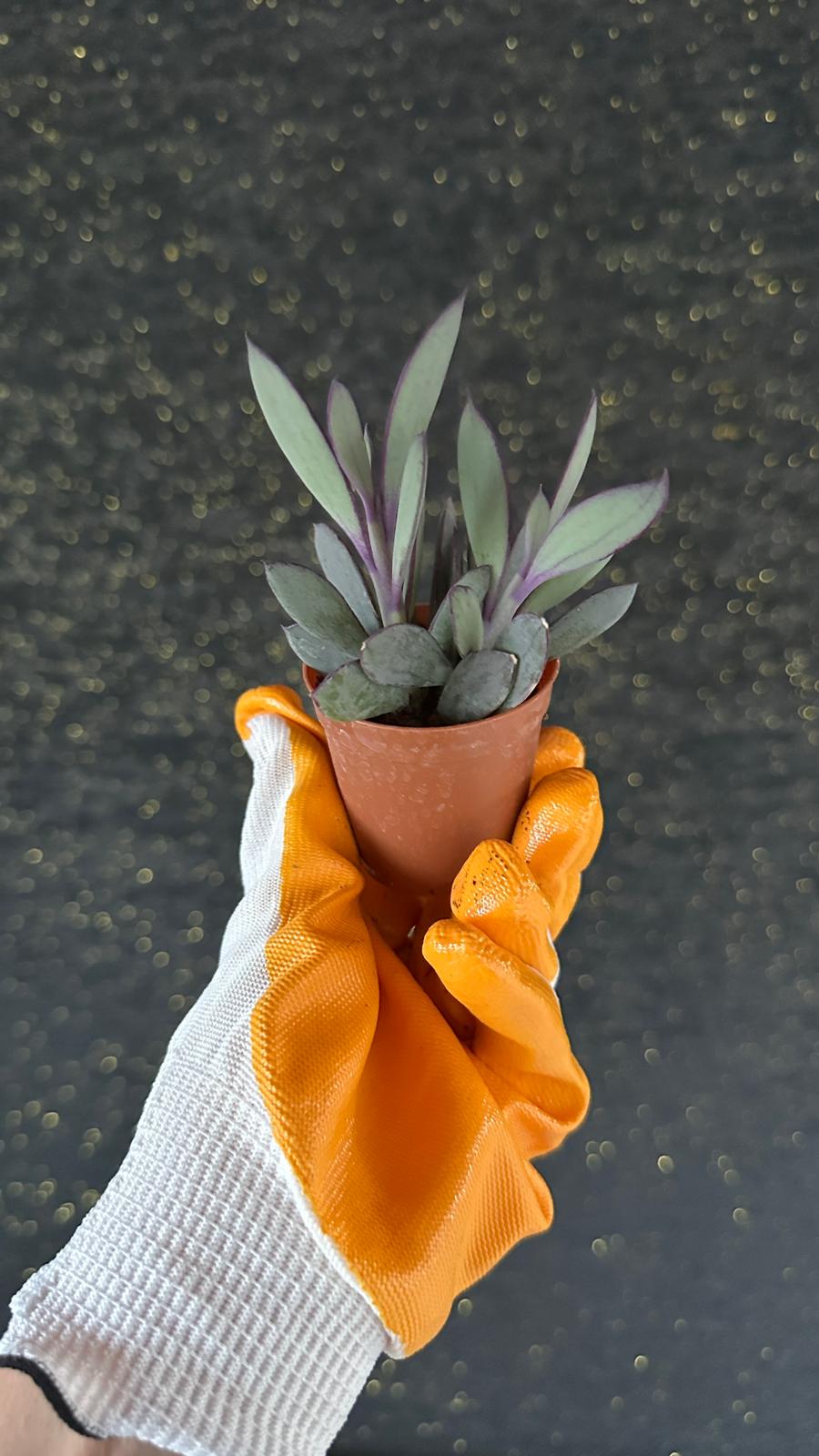 NuNu By Purple Moon Mini Sukulent (Mor Ton Senecio) 6-12 cm