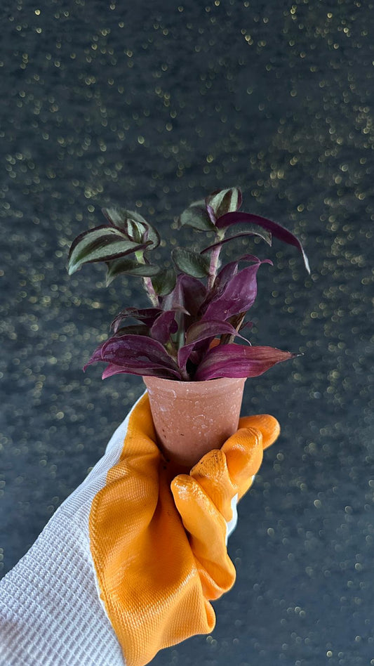 NuNu By Purple Stripe Mini Tradescantia Zebrina 6-10 cm
