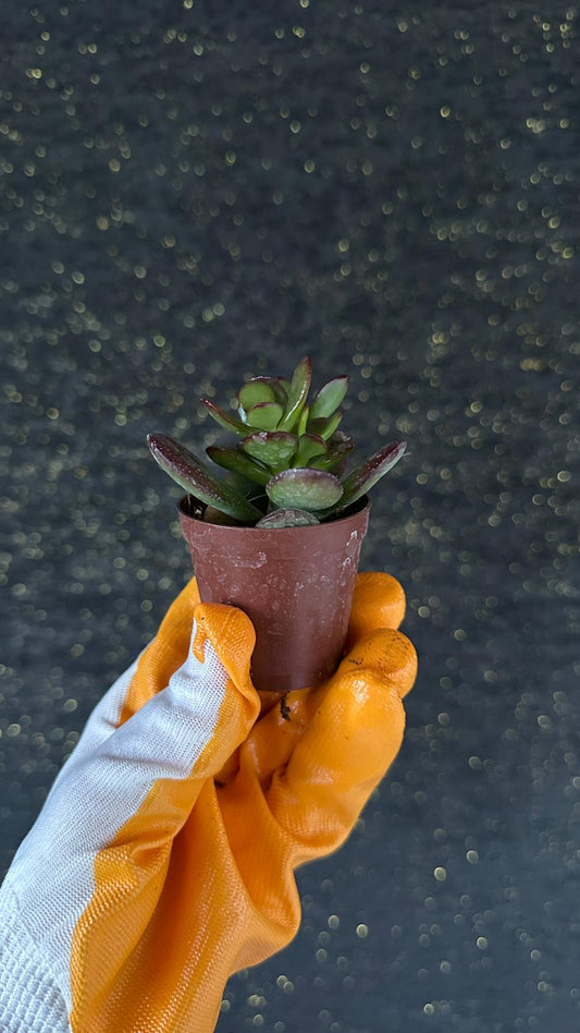 NuNu By Red Edge Jade Mini Sukulent 6-10 cm