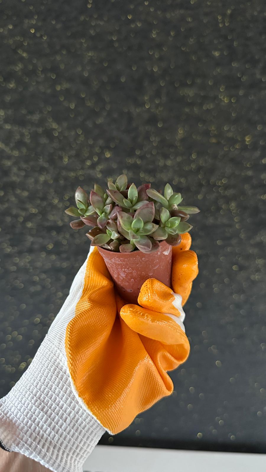 NuNu By Ruby Glow Mini Sukulent 6-10 cm