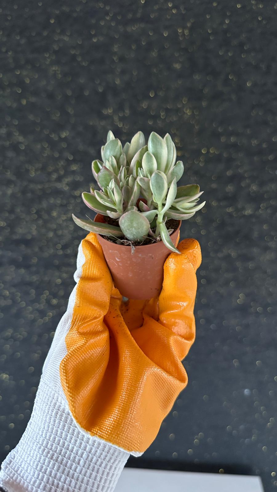 NuNu By Soft Sage Mini Sukulent 6-10 cm