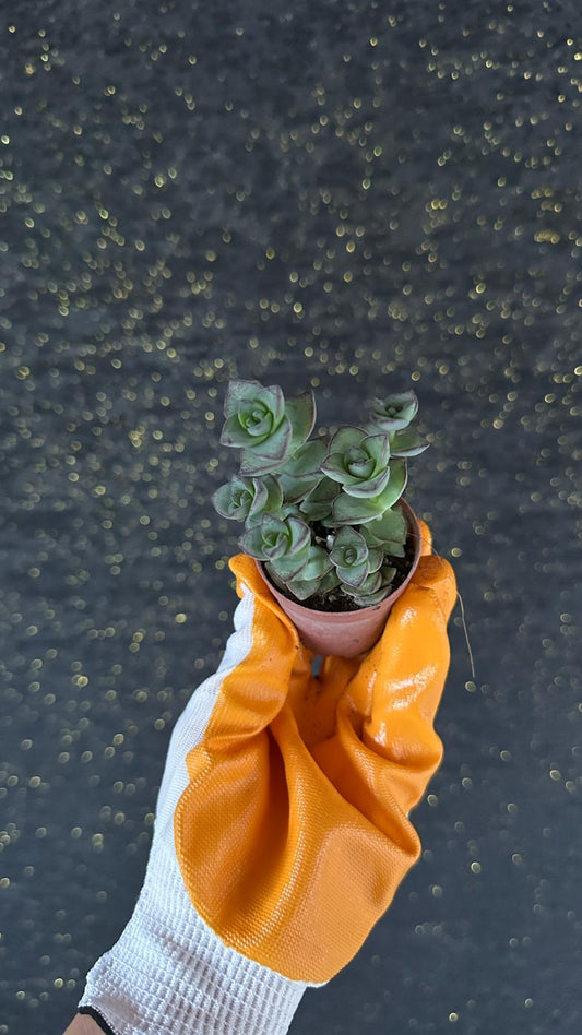 NuNu By Spiral Green Mini Sukulent (Crassula Pagoda) 6-10 cm