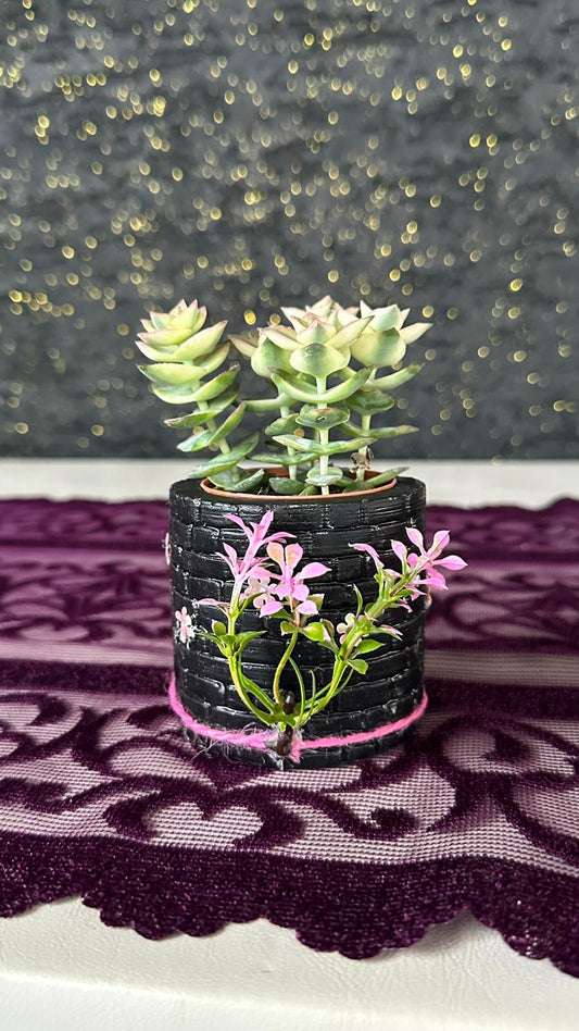 NuNu By Vintage Bloom Saksılı Sukulent