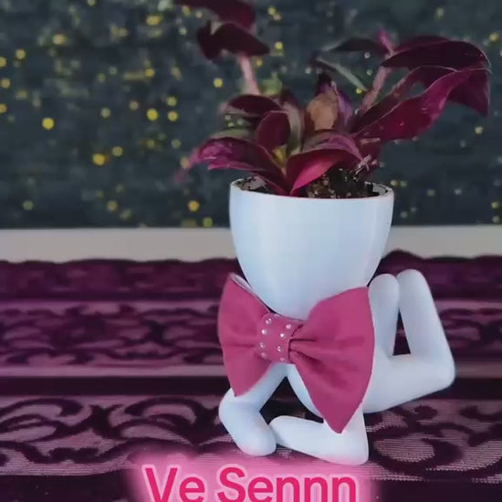 centilmen-erkek-figur-saksida-mor-yaprakli-tradescantia-zebrina-video