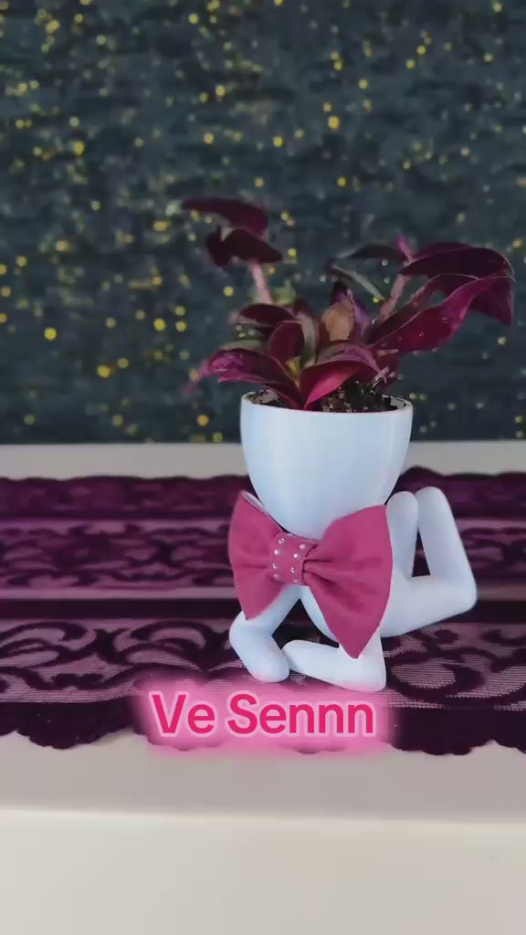 centilmen-erkek-figur-saksida-mor-yaprakli-tradescantia-zebrina-video