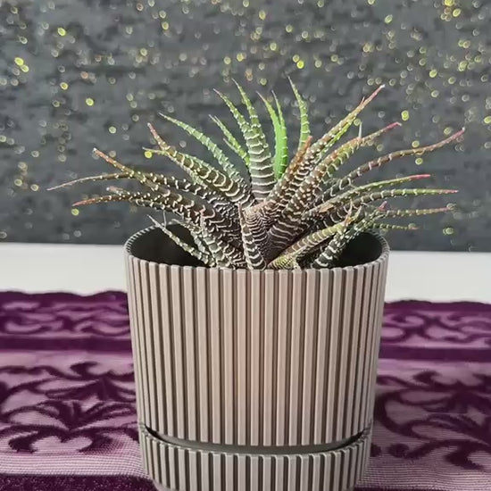 modern-cizgili-haki-saksida-zebra-sukulent-haworthia-video