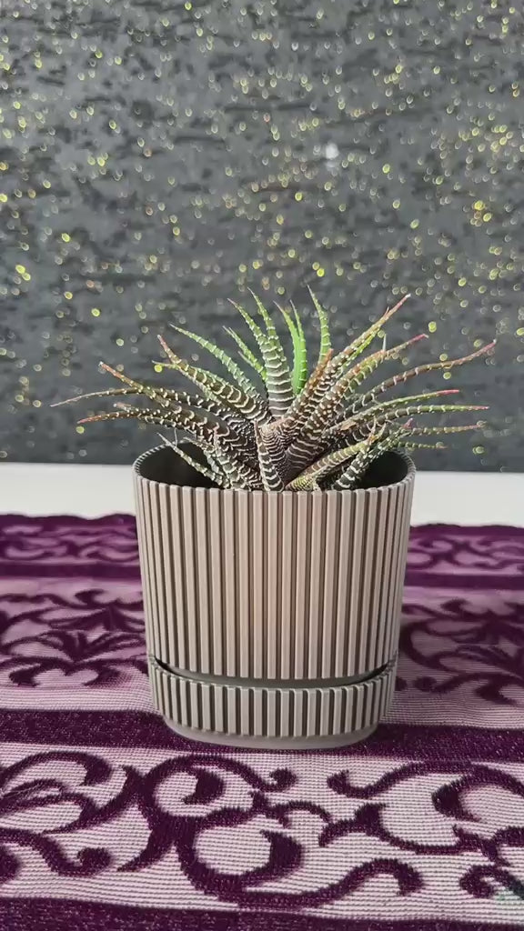 modern-cizgili-haki-saksida-zebra-sukulent-haworthia-video