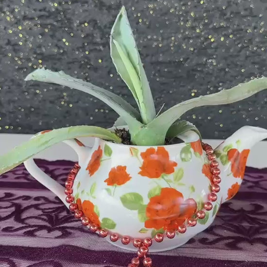 vintage-caydanlik-saksida-aloe-vera-sukulent-video
