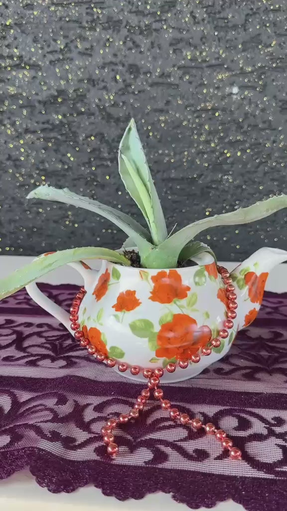 vintage-caydanlik-saksida-aloe-vera-sukulent-video