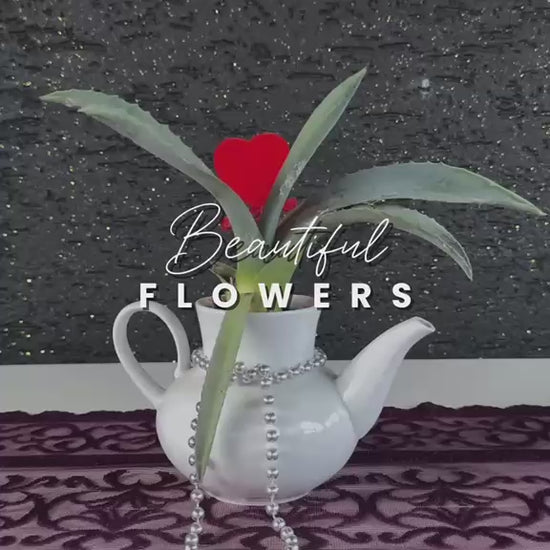 mini-aloe-vera-dekoratif-caydanlik-saksi-video