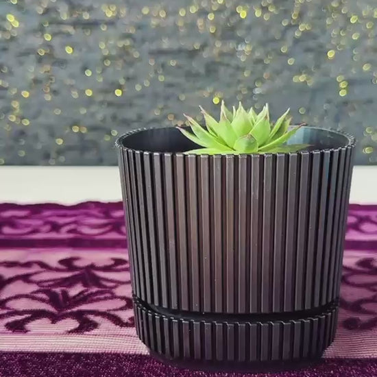 modern-cizgili-siyah-saksida-sempervivum-sukulent-dam-korugu-video