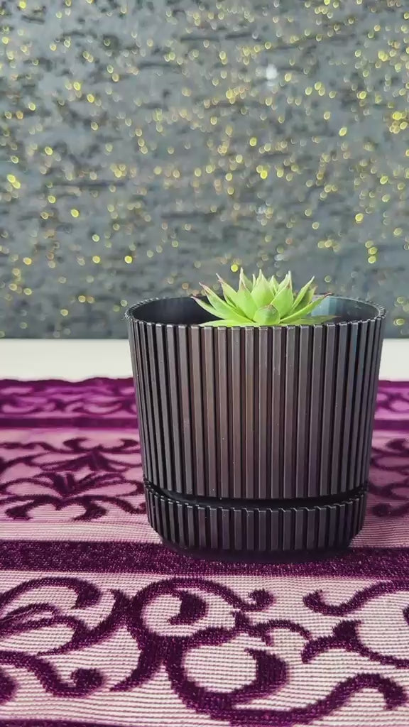 modern-cizgili-siyah-saksida-sempervivum-sukulent-dam-korugu-video