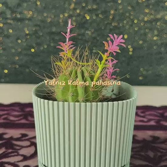 modern-cizgili-bebe-mavisi-saksida-mini-yuvarlak-kaktus-echinopsis-video