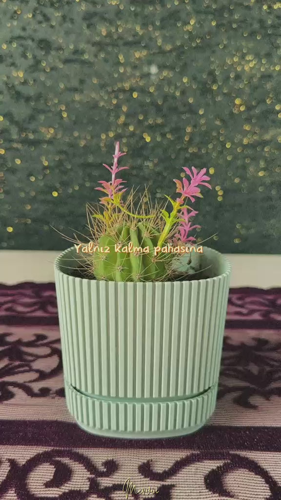 modern-cizgili-bebe-mavisi-saksida-mini-yuvarlak-kaktus-echinopsis-video