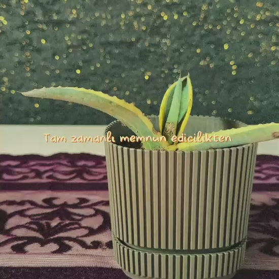 modern-cizgili-haki-saksida-mini-agave-agave-americana-variegata-video