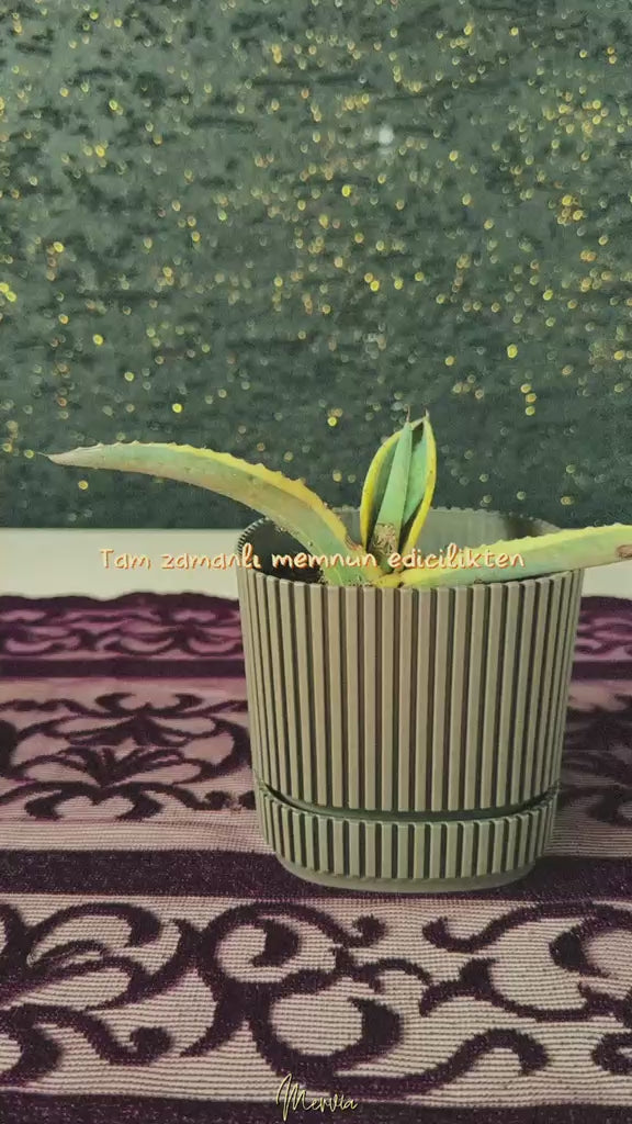 modern-cizgili-haki-saksida-mini-agave-agave-americana-variegata-video
