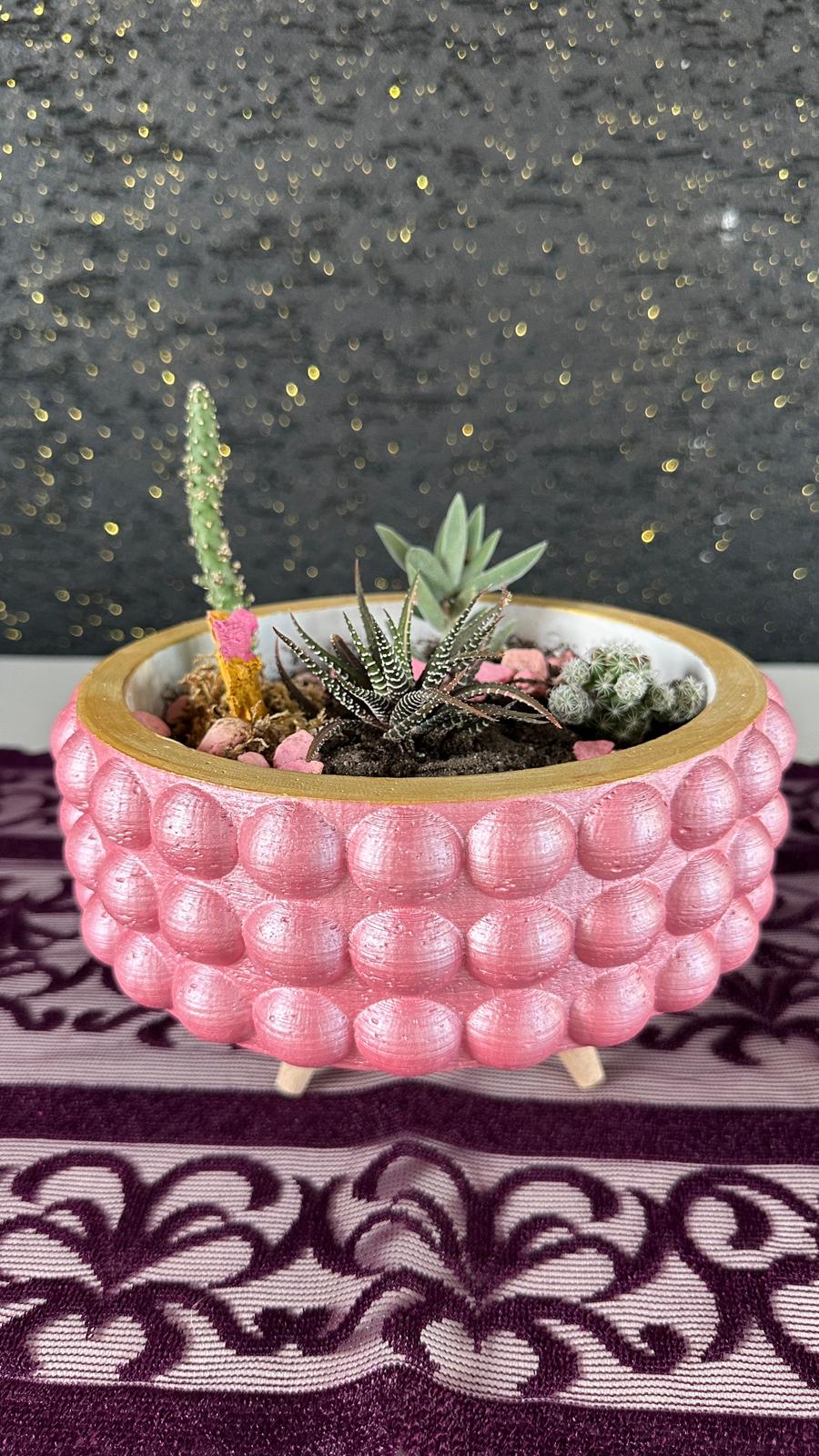 Şık Pembe Saksıda Kaktüs Sukulent Seti Pembe