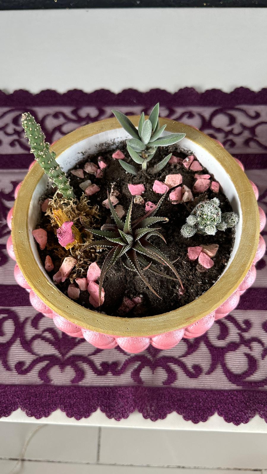 Şık Pembe Saksıda Kaktüs Sukulent Seti