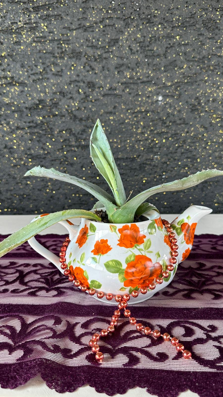 Vintage Çaydanlık Saksıda Aloe Vera Sukulent Seramik