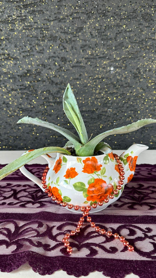 Vintage Çaydanlık Saksıda Aloe Vera Sukulent Seramik