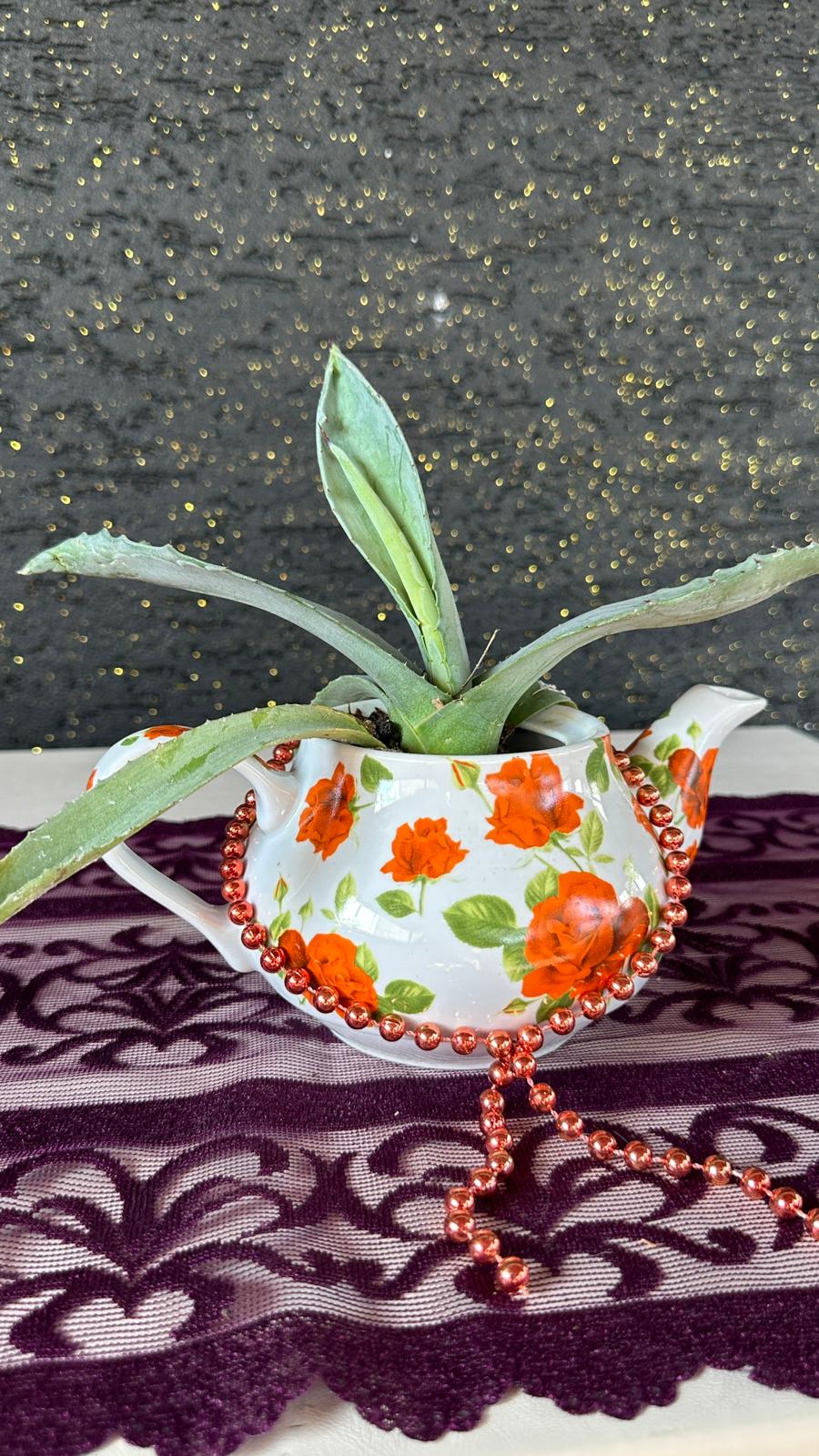 Vintage Çaydanlık Saksıda Aloe Vera Sukulent