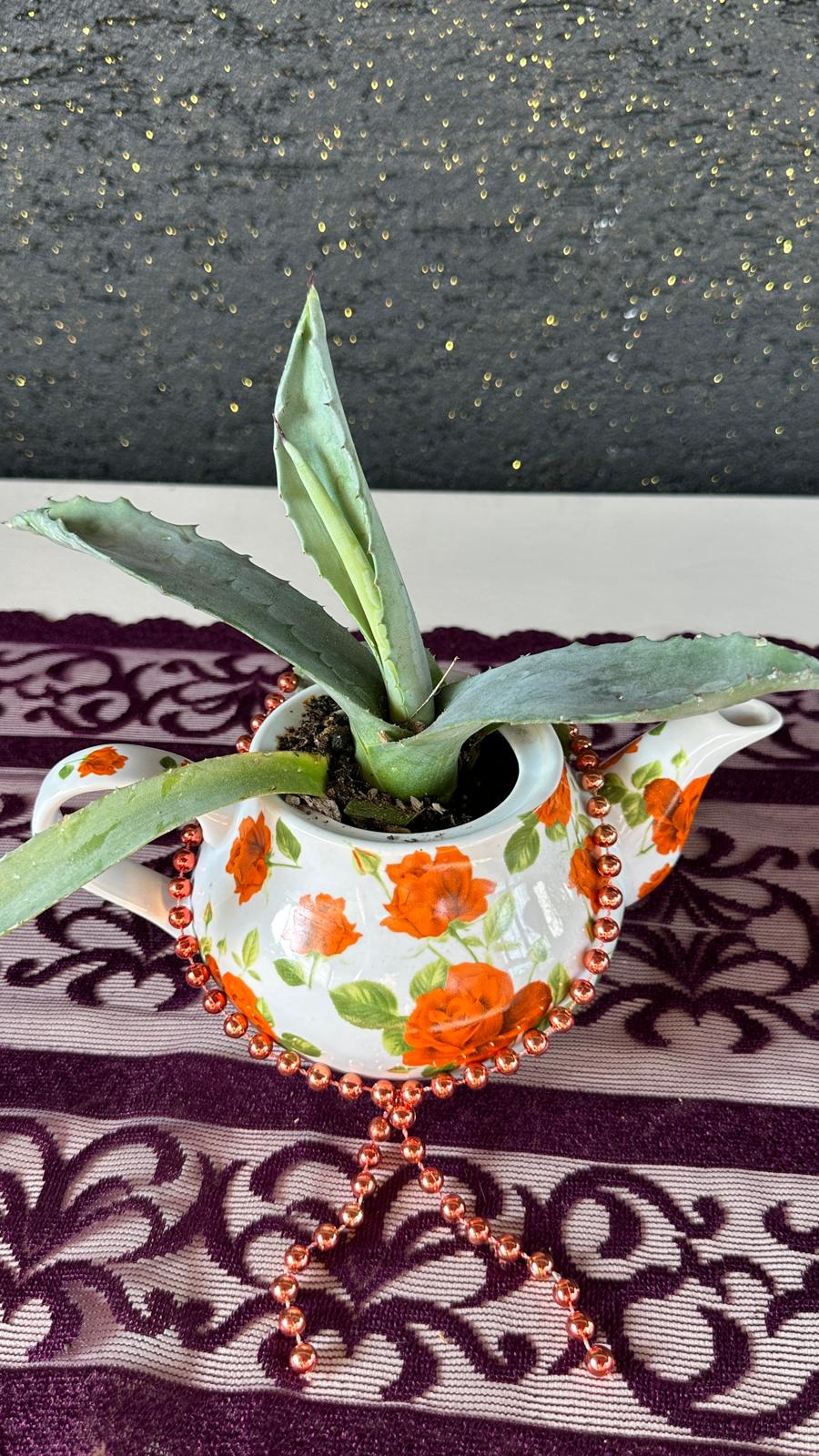 Vintage Çaydanlık Saksıda Aloe Vera Sukulent